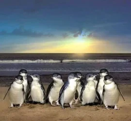19 penquins ur